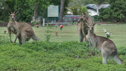 Drei Kängururs