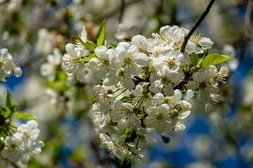 White cherry flowers blossom against the background of blue sky. A lot of white flowers in spring garden. Selective focus
