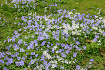 Obraz na płótnie Canvas Glade of white and blue flowers. Park in early spring.