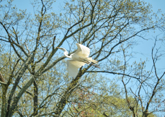 Egret in flight