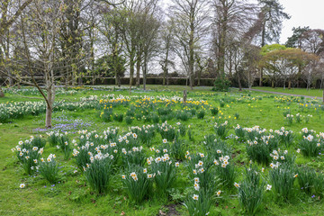 Flowers in the park. Plants in early spring.