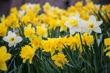 White and Yellow Daffodils