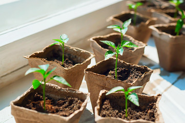 Pepper sprouts in pots on the windowsill, selective focus.