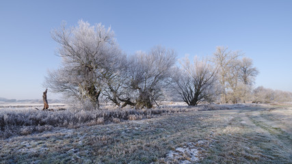 Mit Raureif überzogene Winterlandschaft vor blauem Himmel, Havelland