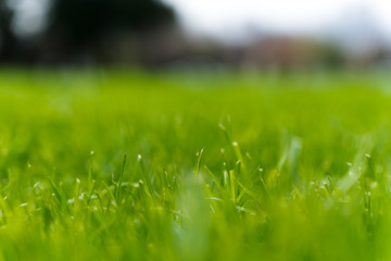 close up shot of the grass