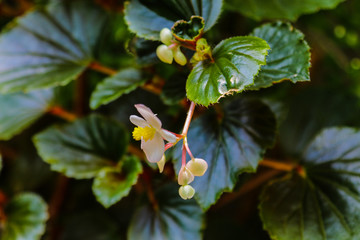  lose up of jasmine flowers in the garden in spring or summer.