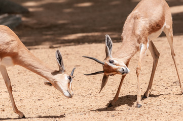 Two gazelles are fighting on the sand.
