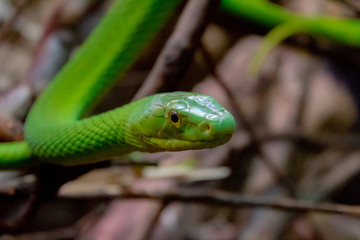 a green mamba resting on some branches while stretching.