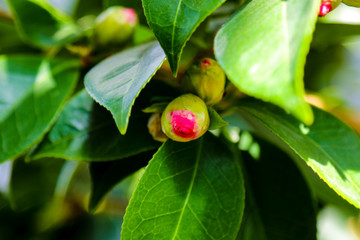 Close-up of a beautiful blooming pink Camellia japonica also known as common camellia or Japanese...