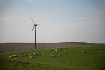 Windmill and Sheep in Rural Field