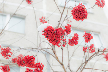 rowan in the snow