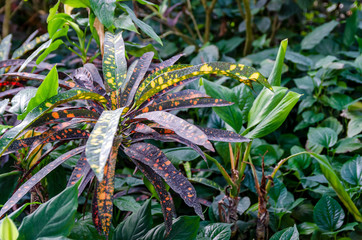 Colorful leaves of the croton plant among green leafs of other tropical plants © Arseniy