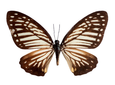 Common Mime  Butterfly  with open wings on white background.