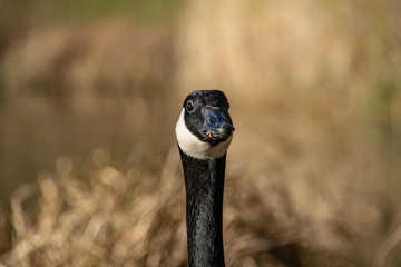 Portrait of Canada Goose (Branta canadensis)