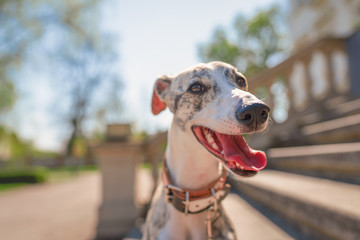 Hund / Whippet  vor altem Schloss im Hintergrund