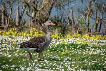 Greylag goose (anser anser) walking amongst spring time daisy wild flowers