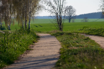 Fototapeta na wymiar concrete slab road between two fields with trees in spring