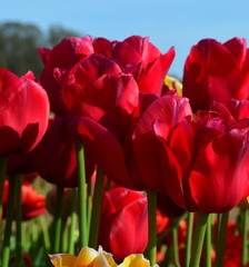 Red Tulips at Wooden Shoe Tulip Festival in Woodburn Oregon