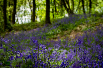 Bluebell Wood