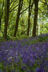 Bluebell Wood