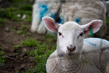 Naklejka premium Lamb