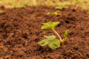 Gardening concept. Young green strawberry bush grown on the ground.