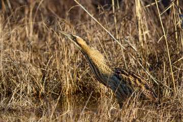 Nature and bird. Bird: Eurasian Bittern. Botaurus stellaris. Yellow brown habitat background.  © serkanmutan