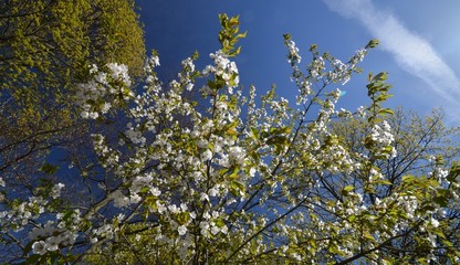 Spring Impressions from Wröhmännerpark  on the Havel River in Berlin Spandau (is the oldest park in Berlin Spandau and was built between 1913 and 1914 under the name Wröhmännerplatz), Germany