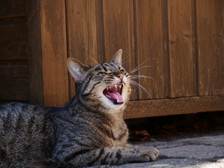 Wütende Katze