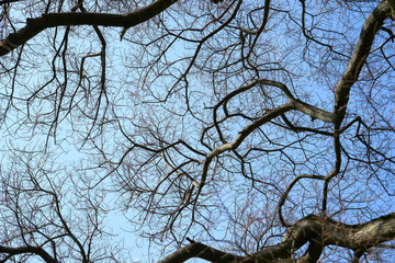 A beautyfull Tree trunk shot from an interessting angle on a sunny day.
