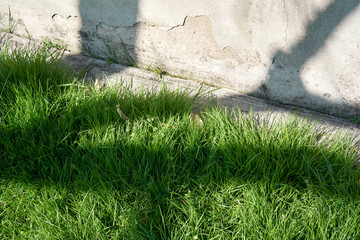 Beatiful shadows on grass and an old crackling wall.