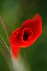 red flowers on green background