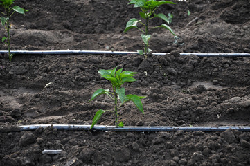 Drip irrigation system when growing vegetables in the open ground
