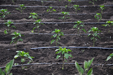 Drip irrigation system when growing vegetables in the open ground