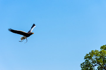 Flying steller's sea eagle (Haliaeetus pelagicus)