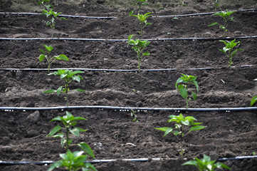 Drip irrigation system when growing vegetables in the open ground