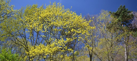 Spring Impressions from the Goethe Park in Berlin-Wedding from April 21, 2015, Germany