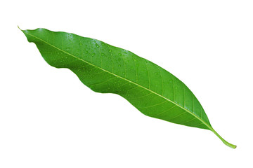 Fototapeta na wymiar Fresh Green Mango Leaf with Water Drops Isolated on White Background
