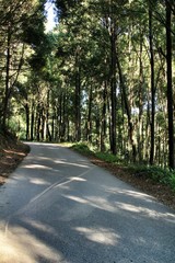 Road crossing leafy forest in Sintra Mountains
