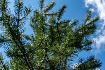 Naklejka na ściany i meble Young shoots on branches of black Austrian pine (Pinus nigra) on blue sky background. Sunny day in spring garden. Nature concept for design. Selective focus