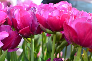 Fototapeta premium Pink Tulips at Wooden Shoe Tulip Festival in Woodburn Oregon