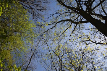 Spring Impressions from the Goethe Park in Berlin-Wedding from April 21, 2015, Germany