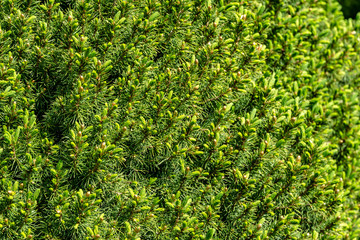 Young green shoots on branches of Picea glauca Conica. Sunny day in spring garden. Nature concept for design. Selective focus