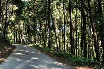 Road crossing leafy forest in Sintra Mountains