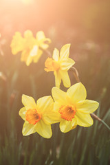 Fototapeta na wymiar Daffodil Meditation