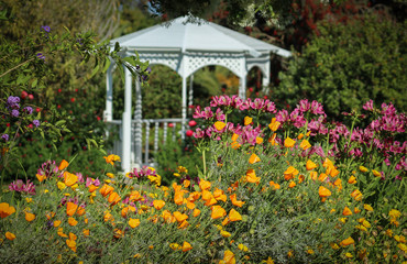 Blooming Flowers in front of a White Gazebo at South Coast Botanic Garden, Palos Verdes, California