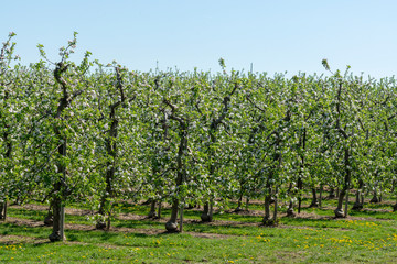 Fototapeta na wymiar Spring pink blossom of apple trees in orchard, fruit region Haspengouw in Belgium