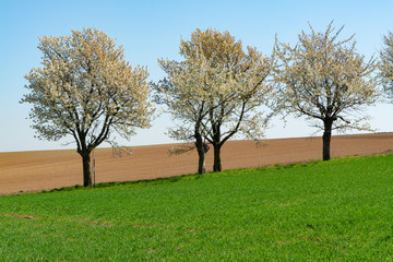 Fototapeta na wymiar Spring landscape with farmers plowed fields, green grass, fruit trees orchards and blue sky