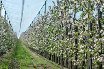 Spring pink blossom of apple trees in orchard, fruit region Haspengouw in Belgium