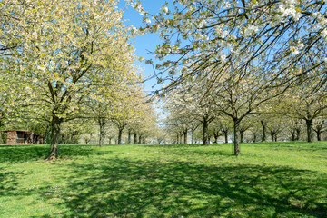 Obraz premium Spring blossom of cherry trees in orchard, fruit region Haspengouw in Belgium